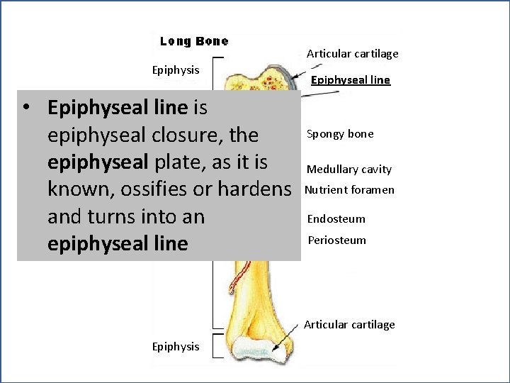 Articular cartilage Epiphysis • Epiphyseal line is epiphyseal closure, the epiphyseal plate, as it