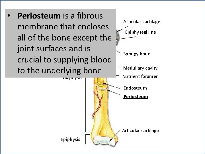  • Periosteum is a fibrous membrane that encloses Epiphysis all of the bone