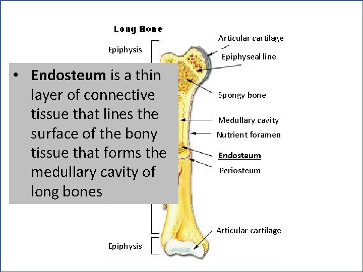 Articular cartilage Epiphysis • Endosteum is a thin layer of connective tissue that lines