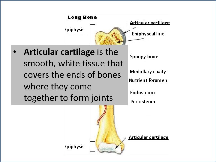 Articular cartilage Epiphysis • Articular cartilage is the smooth, white tissue that covers the