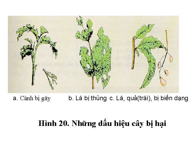 a. Cành bị gãy b. Lá bị thủng c. Lá, quả(trái), bị biến dạng