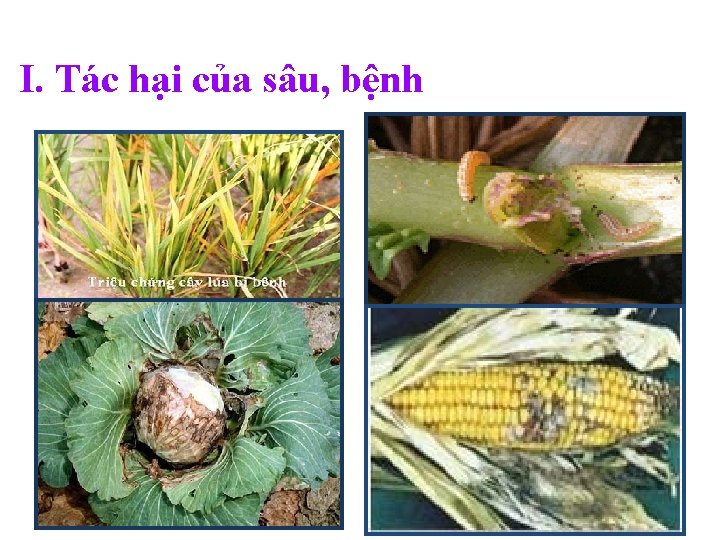 I. Tác hại của sâu, bệnh 