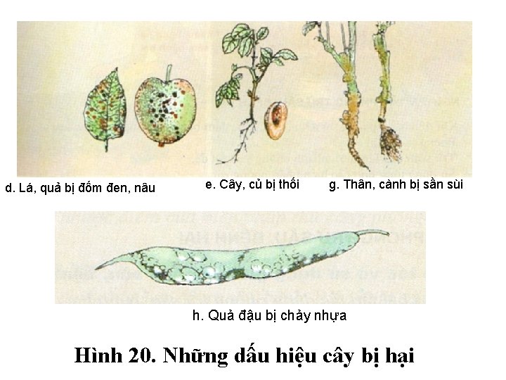 d. Lá, quả bị đốm đen, nâu e. Cây, củ bị thối g. Thân,