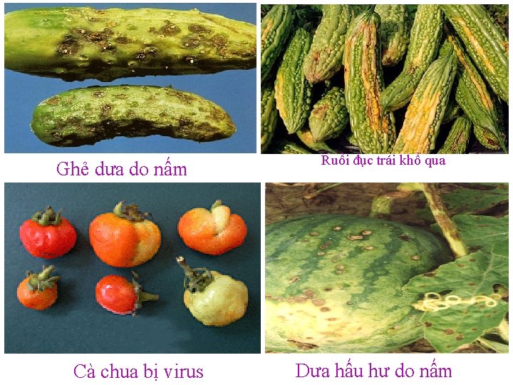 Ghẻ dưa do nấm Cà chua bị virus Ruồi đục trái khổ qua Dưa