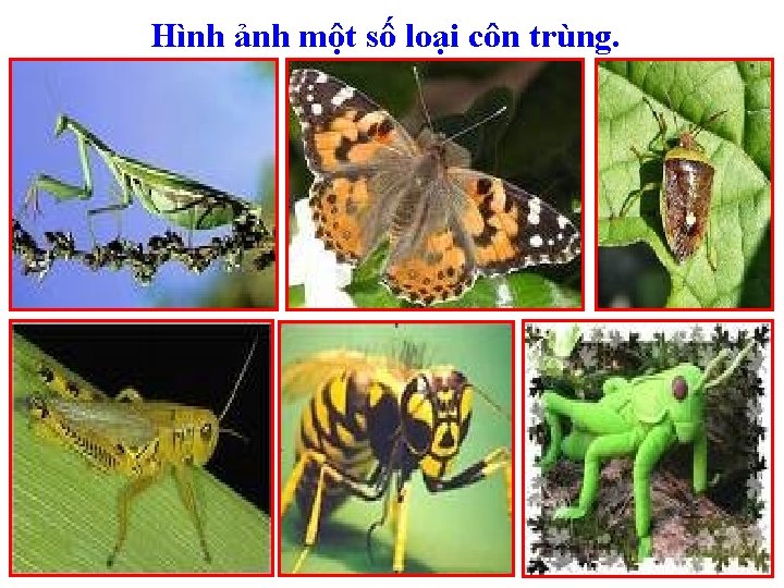 Hình ảnh một số loại côn trùng. 