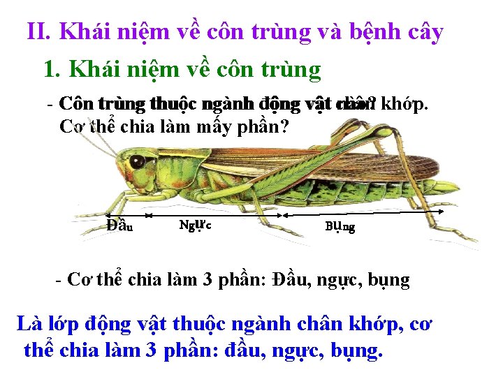 II. Khái niệm về côn trùng và bệnh cây 1. Khái niệm về côn