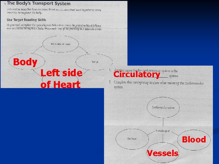 Body Left side of Heart Circulatory Blood Vessels 