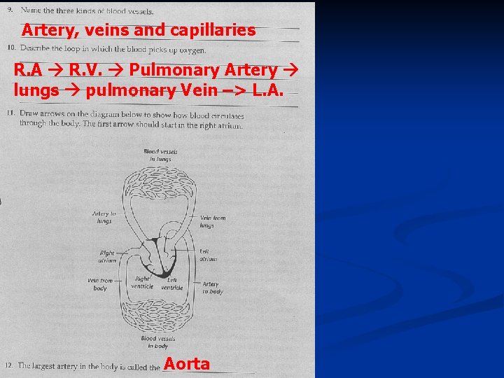 Artery, veins and capillaries R. A R. V. Pulmonary Artery lungs pulmonary Vein –>