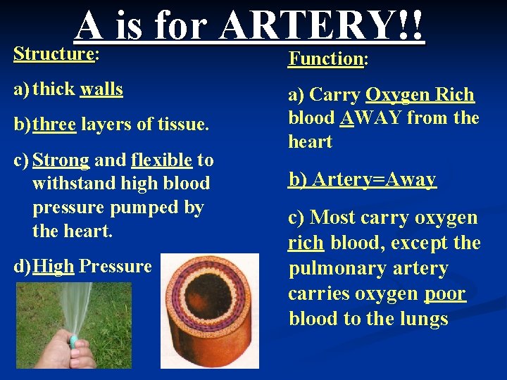 A is for ARTERY!! Structure: Structure Function: Function a) thick walls b) three layers