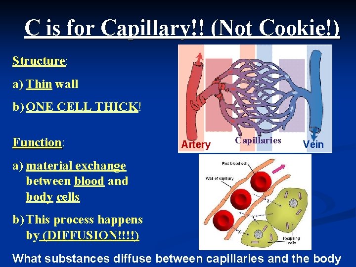 C is for Capillary!! (Not Cookie!) Structure: Structure a) Thin wall b) ONE CELL