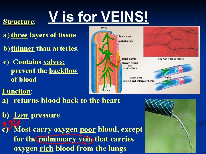 Structure: Structure V is for VEINS! a) three layers of tissue b) thinner than