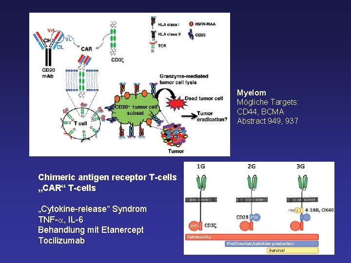 Myelom Mögliche Targets: CD 44, BCMA Abstract 949, 937 Chimeric antigen receptor T-cells „CAR“
