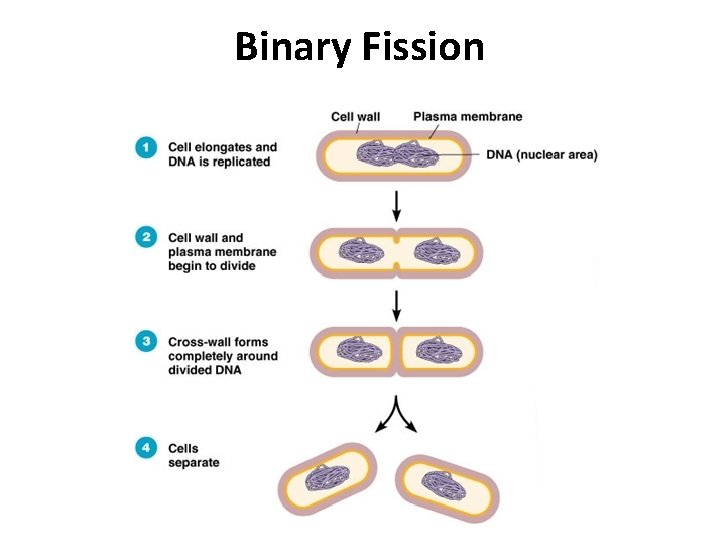 Binary Fission 