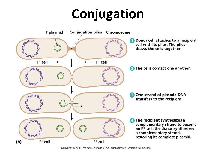 Conjugation 