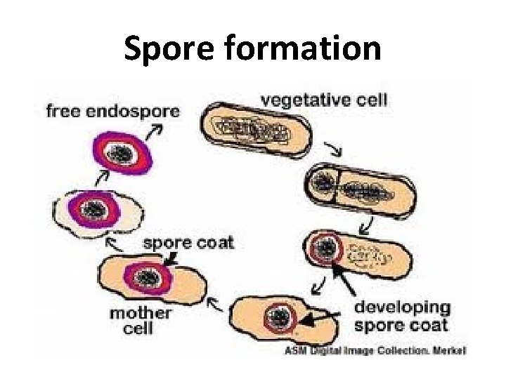 Spore formation 