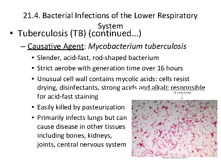 21. 4. Bacterial Infections of the Lower Respiratory System • Tuberculosis (TB) (continued…) –