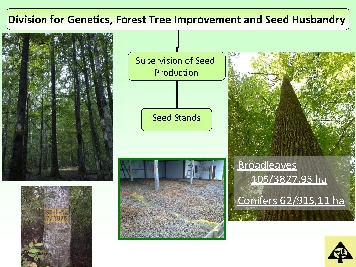 Division for Genetics, Forest Tree Improvement and Seed Husbandry Supervision of Seed Production Seed