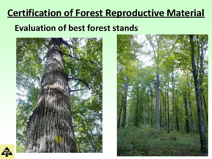 Certification of Forest Reproductive Material Evaluation of best forest stands 
