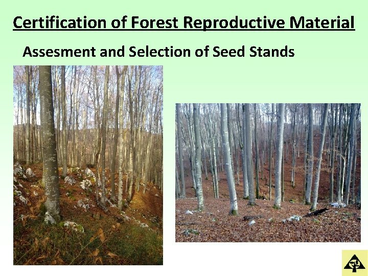 Certification of Forest Reproductive Material Assesment and Selection of Seed Stands 