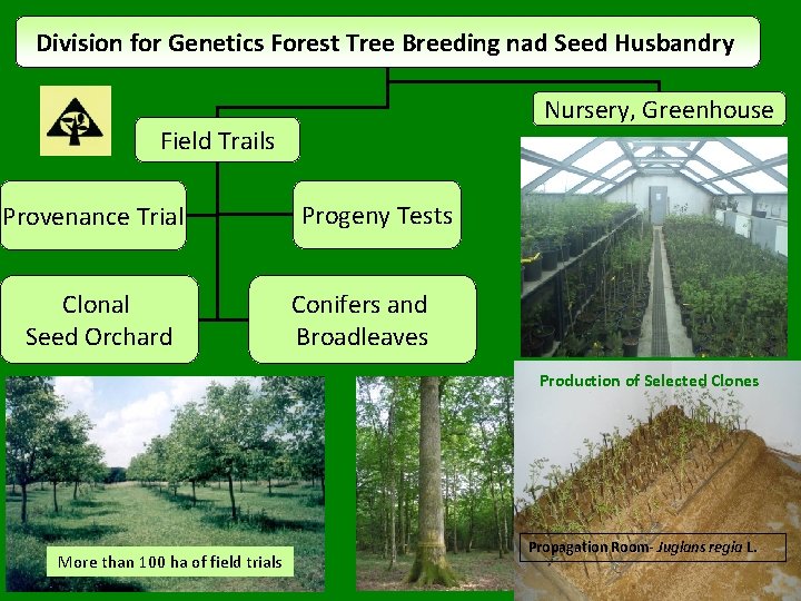 Division for Genetics Forest Tree Breeding nad Seed Husbandry Nursery, Greenhouse Field Trails Provenance