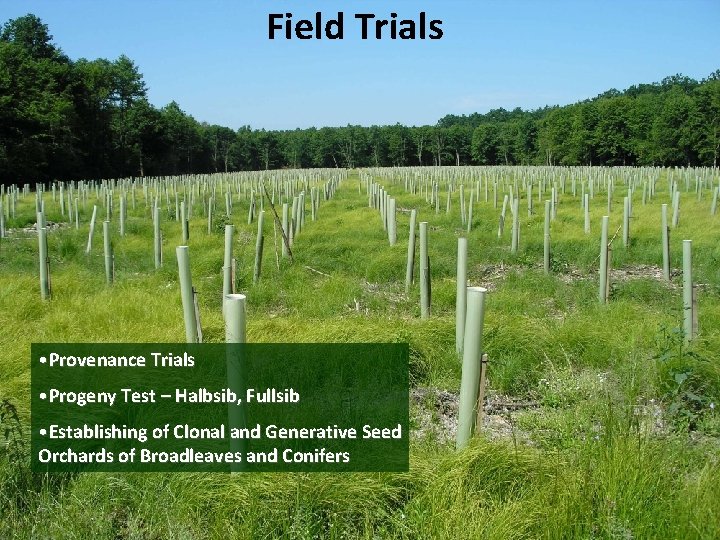 Field Trials • Provenance Trials • Progeny Test – Halbsib, Fullsib • Establishing of