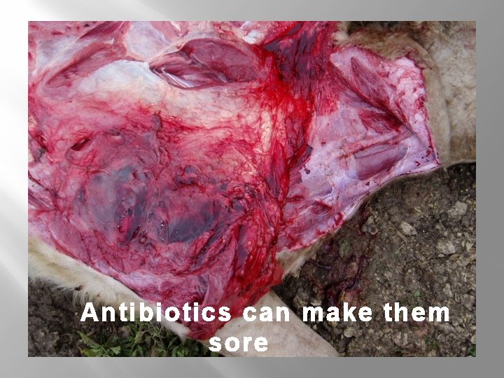Antibiotics can make them sore 