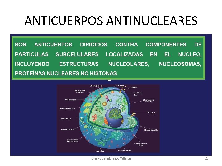 ANTICUERPOS ANTINUCLEARES Dra Roxana Blanco Villarte 25 