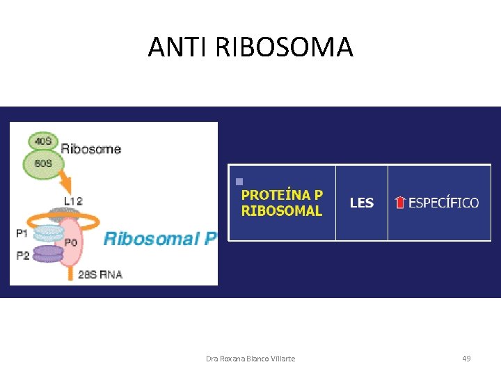 ANTI RIBOSOMA Dra Roxana Blanco Villarte 49 