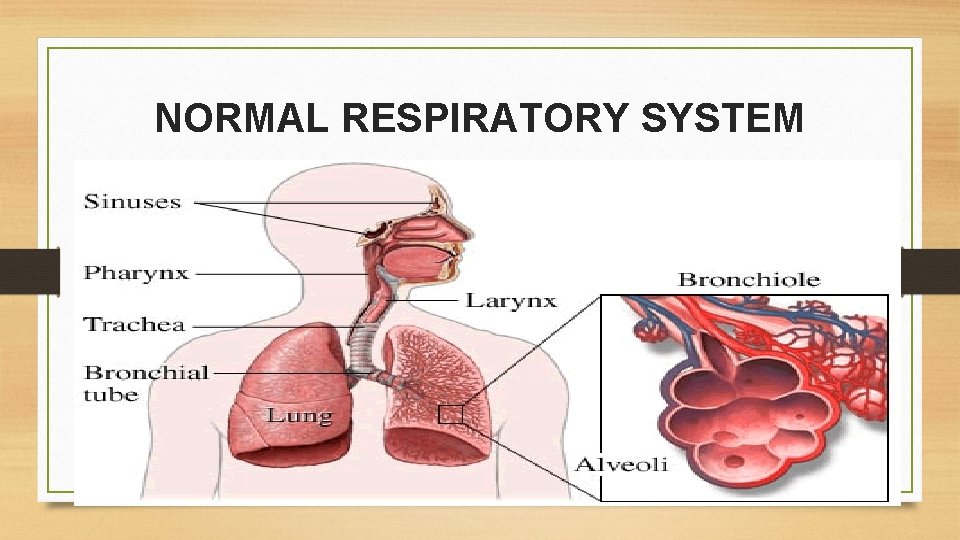 NORMAL RESPIRATORY SYSTEM 
