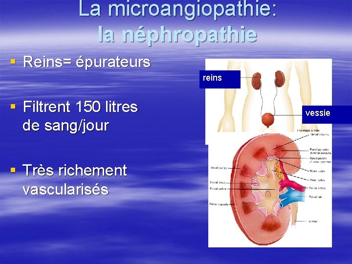 La microangiopathie: la néphropathie § Reins= épurateurs reins § Filtrent 150 litres de sang/jour