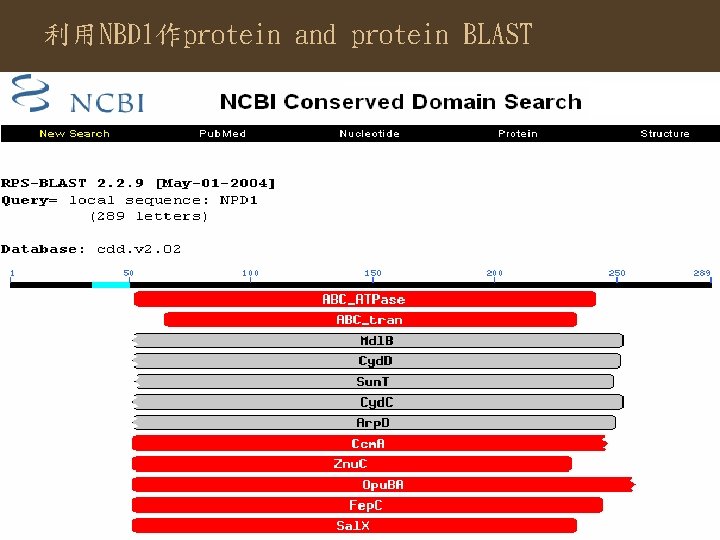 利用NBD 1作protein and protein BLAST 