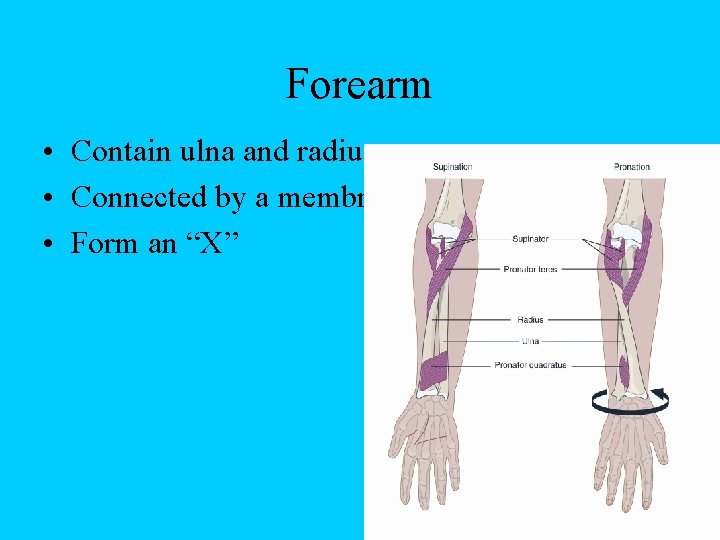 Forearm • Contain ulna and radius • Connected by a membrane • Form an