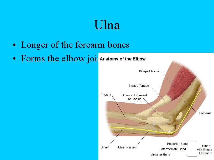Ulna • Longer of the forearm bones • Forms the elbow joint 