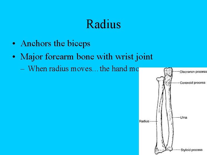 Radius • Anchors the biceps • Major forearm bone with wrist joint – When