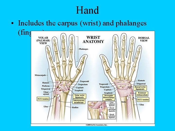Hand • Includes the carpus (wrist) and phalanges (fingers) 