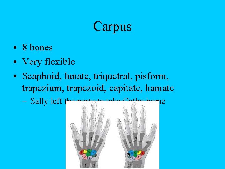 Carpus • 8 bones • Very flexible • Scaphoid, lunate, triquetral, pisform, trapezium, trapezoid,