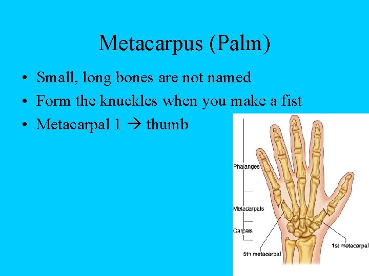 Metacarpus (Palm) • Small, long bones are not named • Form the knuckles when