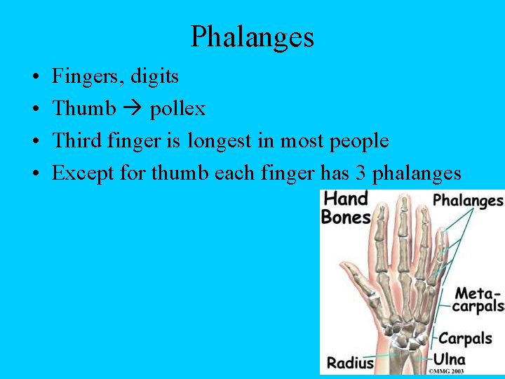 Phalanges • • Fingers, digits Thumb pollex Third finger is longest in most people