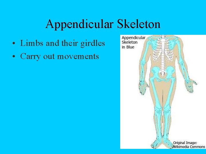 Appendicular Skeleton • Limbs and their girdles • Carry out movements 