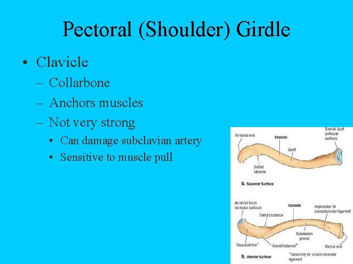 Pectoral (Shoulder) Girdle • Clavicle – Collarbone – Anchors muscles – Not very strong