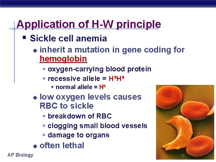 Application of H-W principle § Sickle cell anemia u inherit a mutation in gene