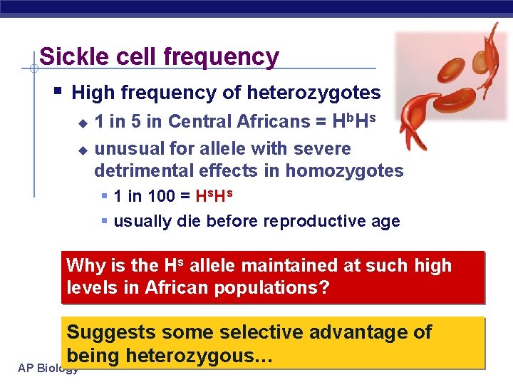 Sickle cell frequency § High frequency of heterozygotes 1 in 5 in Central Africans