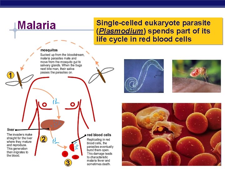 Single-celled eukaryote parasite (Plasmodium) spends part of its life cycle in red blood cells