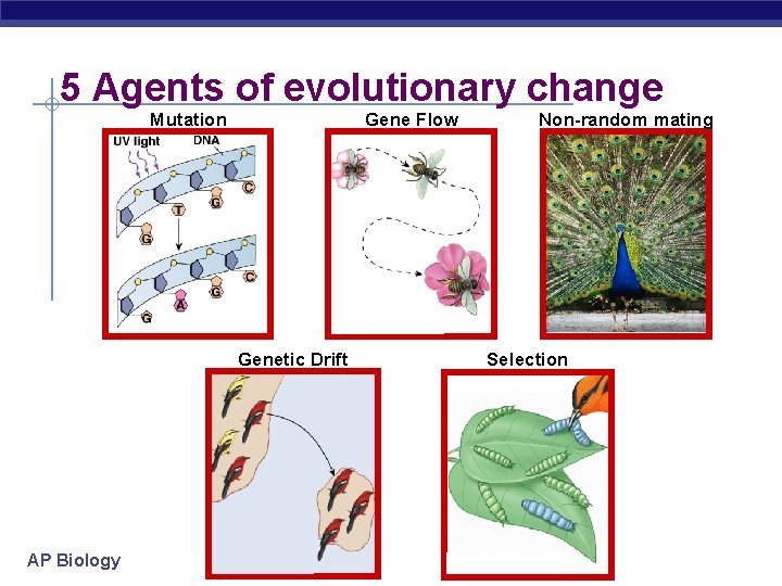 5 Agents of evolutionary change Mutation Gene Flow Genetic Drift AP Biology Non-random mating