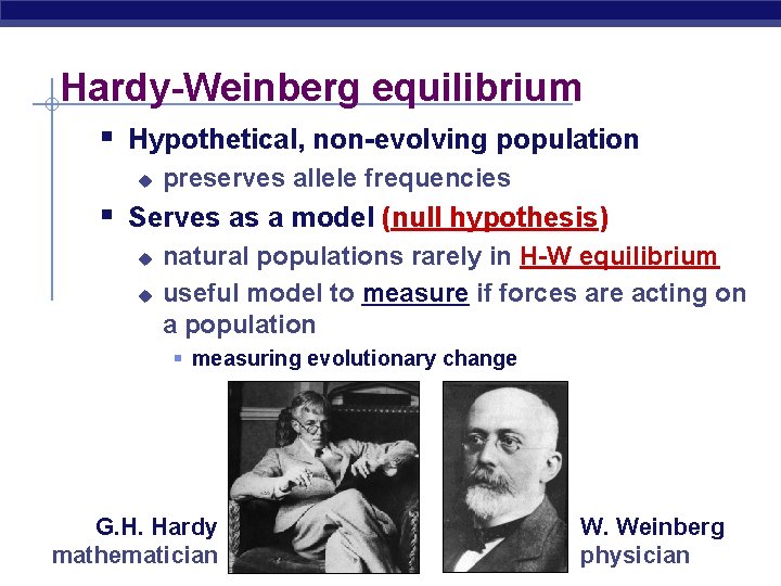 Hardy-Weinberg equilibrium § Hypothetical, non-evolving population u preserves allele frequencies § Serves as a