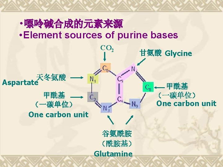 • 嘌呤碱合成的元素来源 • Element sources of purine bases CO 2 天冬氨酸 Aspartate 甘氨酸
