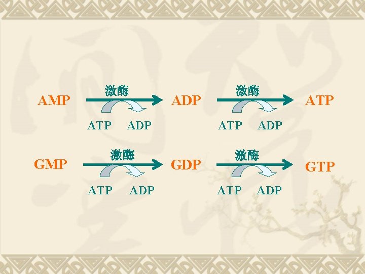 AMP 激酶 ATP GMP ADP 激酶 ATP GDP ADP 激酶 ATP ADP GTP 