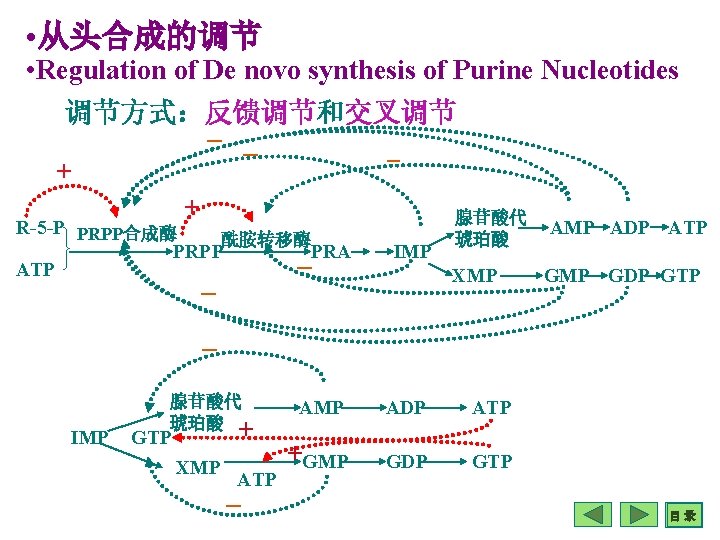  • 从头合成的调节 • Regulation of De novo synthesis of Purine Nucleotides 调节方式：反馈调节和交叉调节 _