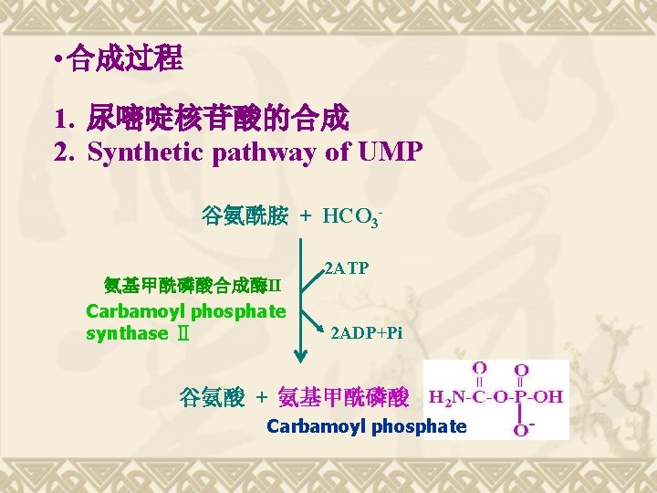  • 合成过程 1. 尿嘧啶核苷酸的合成 2. Synthetic pathway of UMP 谷氨酰胺 + HCO 3氨基甲酰磷酸合成酶II