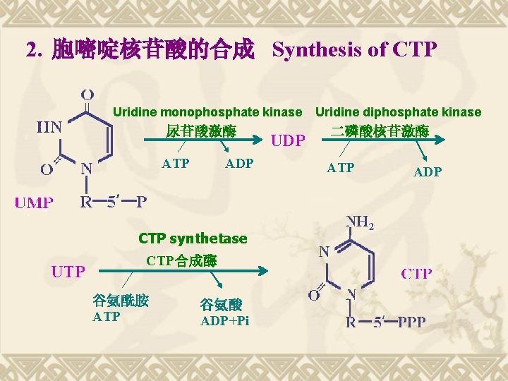 2. 胞嘧啶核苷酸的合成 Synthesis of CTP Uridine monophosphate kinase 尿苷酸激酶 ATP ADP CTP synthetase UTP